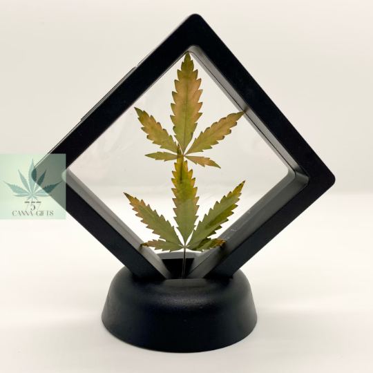 757 Cannagifts White Widow Leaves Floating in Plastic Display #1