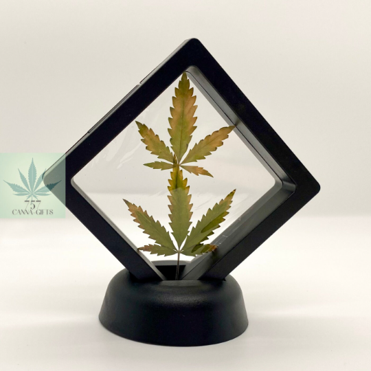 757 Cannagifts White Widow Leaves Floating in Plastic Display #1