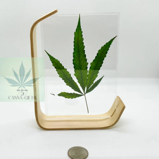 757 Cannagifts Real Cannabis Leaf in an Acrylic Solid Beech Wood Frame #5