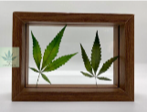 757 Cannagifts Genuine Pressed White Widow Leaves in Glass and Wood Standing Frame