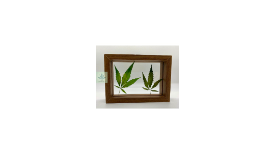 757 Cannagifts Genuine Pressed White Widow Leaves in Glass and Wood Standing Frame