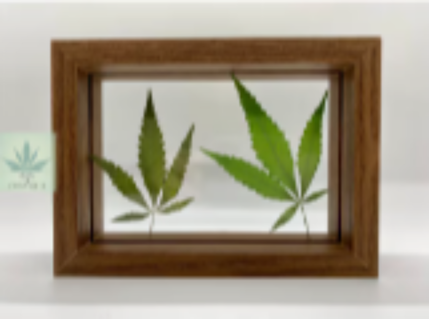 757 Cannagifts Genuine Pressed White Widow Leaves in Glass and Wood Standing Frame