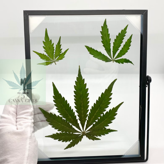 757 Cannagifts 3 REAL White Widow Leaves Pressed in Glass w/Free-standing Black Metal Frame #1