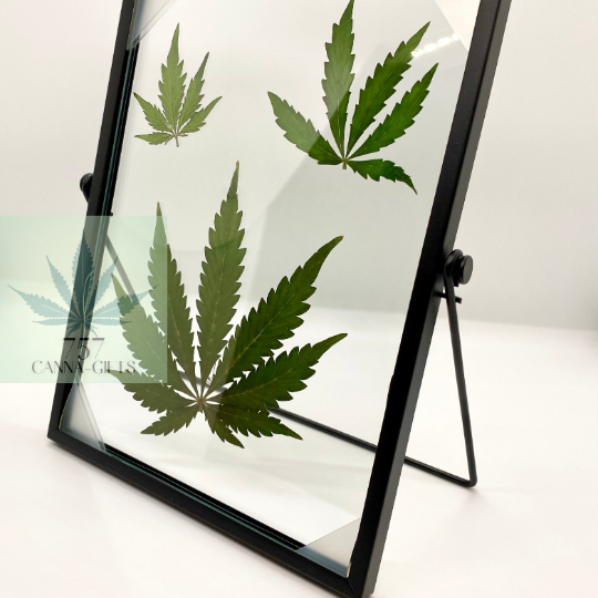 757 Cannagifts 3 REAL White Widow Leaves Pressed in Glass w/Free-standing Black Metal Frame #1