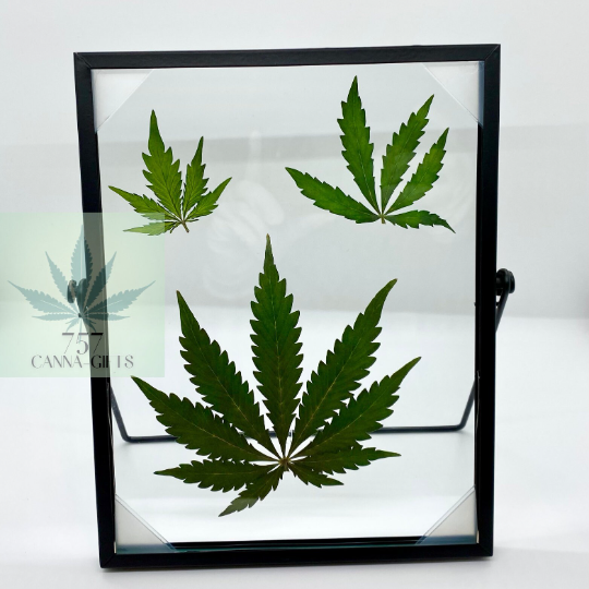 757 Cannagifts 3 REAL White Widow Leaves Pressed in Glass w/Free-standing Black Metal Frame #1