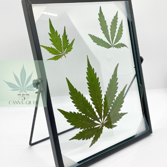 757 Cannagifts 3 REAL White Widow Leaves Pressed in Glass w/Free-standing Black Metal Frame #1