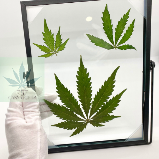 757 Cannagifts 3 REAL White Widow Leaves Pressed in Glass w/Free-standing Black Metal Frame #1