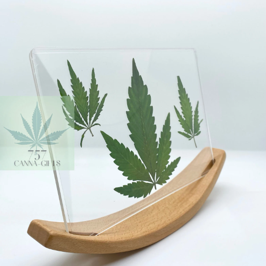 757 Cannagifts REAL Pressed Cannabis Leaves- Curved Wood Base #1