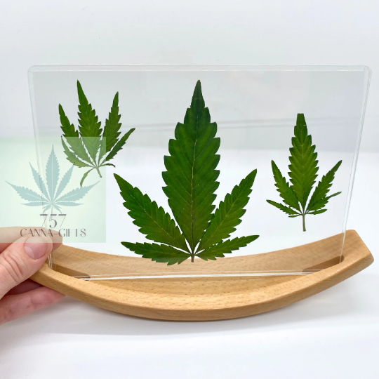 757 Cannagifts REAL Pressed Cannabis Leaves- Curved Wood Base #1