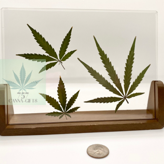 757 Cannagifts 3 Real White Widow Leaves in Acrylic Solid Dark Walnut Frame #1