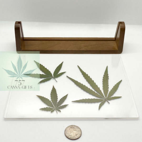 757 Cannagifts 3 Real White Widow Leaves in Acrylic Solid Dark Walnut Frame #1