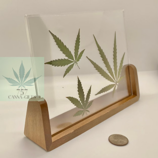 757 Cannagifts 3 Real White Widow Leaves in Acrylic Solid Dark Walnut Frame #1