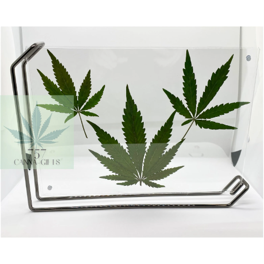 757 Cannagifts 3 REAL White Widow Leaves in a Horizontal Floating Acrylic Frame-Black #1