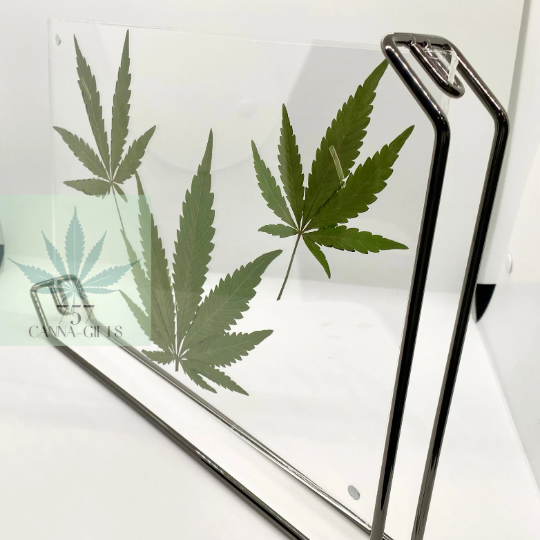 757 Cannagifts 3 REAL White Widow Leaves in a Horizontal Floating Acrylic Frame-Black #1