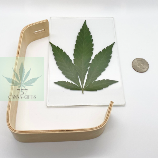 757 Cannagifts Real Cannabis Leaf in an Acrylic Solid Beech Wood Frame #4