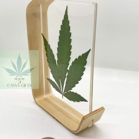 757 Cannagifts Real Cannabis Leaf in an Acrylic Solid Beech Wood Frame #4