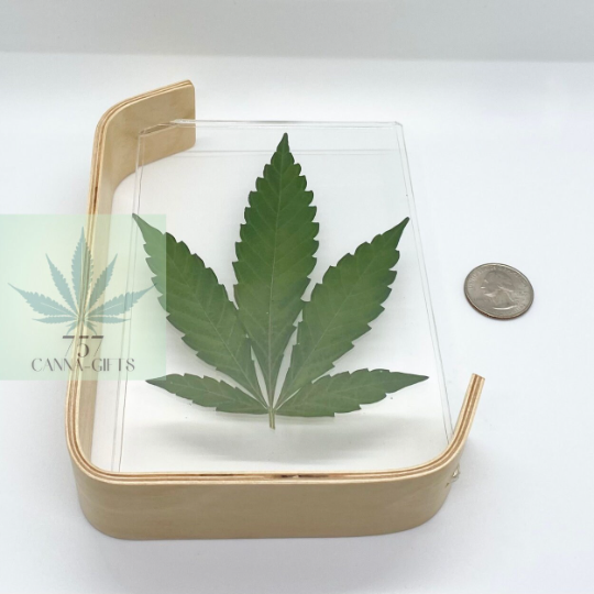 757 Cannagifts Real Cannabis Leaf in an Acrylic Solid Beech Wood Frame #4