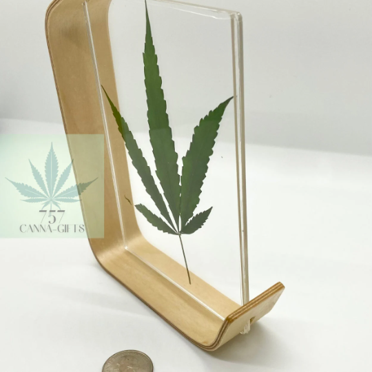 757 Cannagifts Real Cannabis Leaf in an Acrylic Solid Beech Wood Frame #5