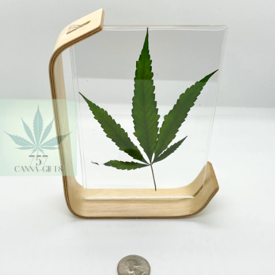 757 Cannagifts Real Cannabis Leaf in an Acrylic Solid Beech Wood Frame #5