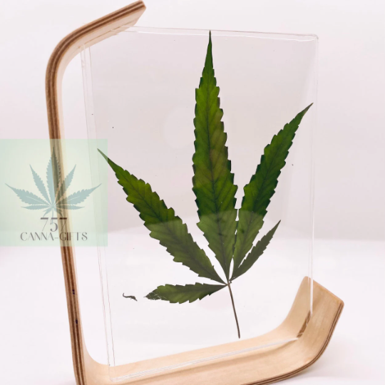 757 Cannagifts Real Cannabis Leaf in an Acrylic Solid Beech Wood Frame #5