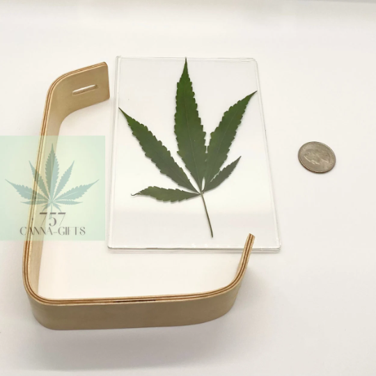 757 Cannagifts Real Cannabis Leaf in an Acrylic Solid Beech Wood Frame #5