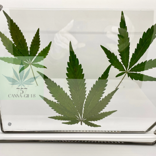 757 Cannagifts 3 REAL White Widow Leaves in a Horizontal Floating Acrylic Frame-Black #1