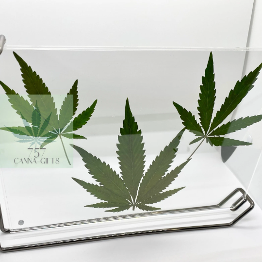 757 Cannagifts 3 REAL White Widow Leaves in a Horizontal Floating Acrylic Frame-Black #1