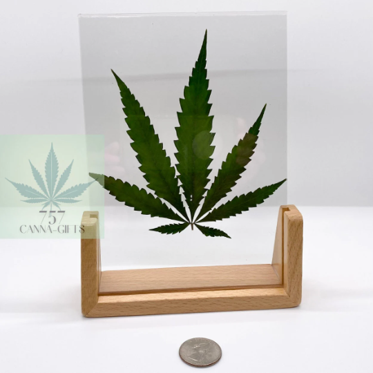 757 Cannagifts Real Cannabis Leaf in an Acrylic Solid Light Walnut Frame #2