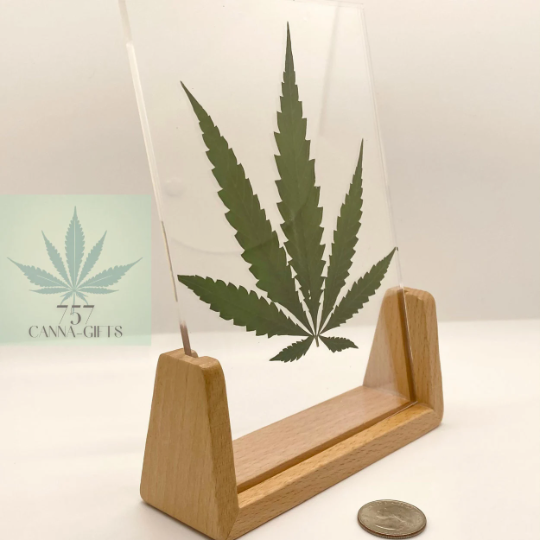 757 Cannagifts Real Cannabis Leaf in an Acrylic Solid Light Walnut Frame #2