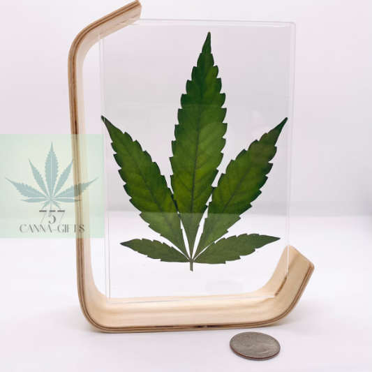 757 Cannagifts Real Cannabis Leaf in an Acrylic Solid Beech Wood Frame #4