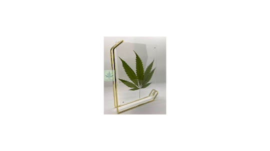 757 Cannagifts Genuine Pressed White Widow Leaf in Double-Sided Acrylic Floating Gold Frame