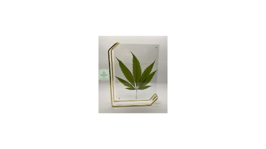 757 Cannagifts Genuine Pressed White Widow Leaf in Double-Sided Acrylic Floating Gold Frame