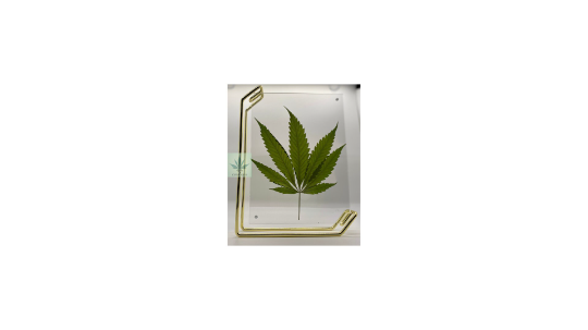 757 Cannagifts Genuine Pressed White Widow Leaf in Double-Sided Acrylic Floating Gold Frame