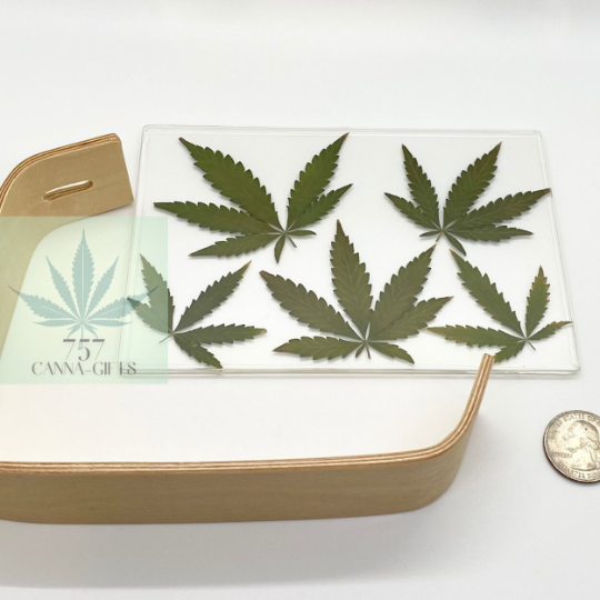 757 Cannagifts Real Cannabis Leaves in an Acrylic Solid Beech Wood Frame #3