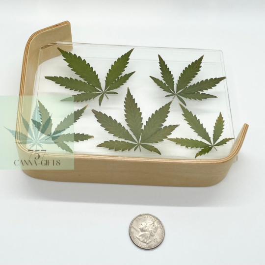 757 Cannagifts Real Cannabis Leaves in an Acrylic Solid Beech Wood Frame #3