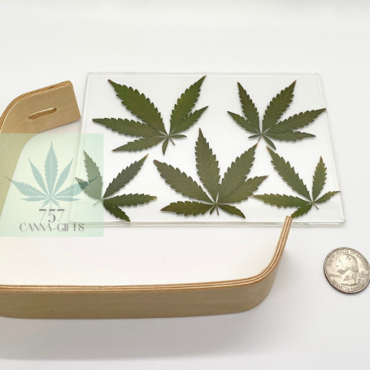 757 Cannagifts Real Cannabis Leaves in an Acrylic Solid Beech Wood Frame #3