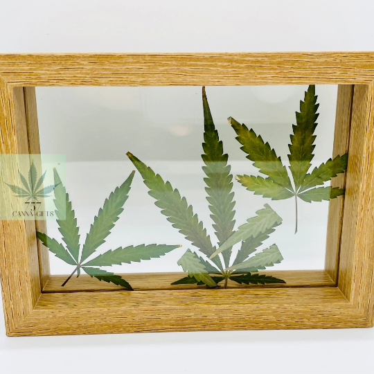 757 Cannagifts Art- Peace: Genuine Pressed White Widow Leaves in Floating Frame