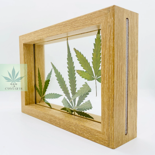 757 Cannagifts Art- Peace: Genuine Pressed White Widow Leaves in Floating Frame