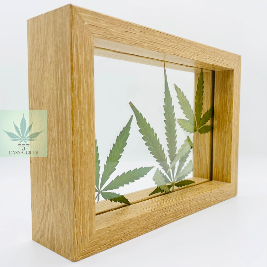 757 Cannagifts Art- Peace: Genuine Pressed White Widow Leaves in Floating Frame