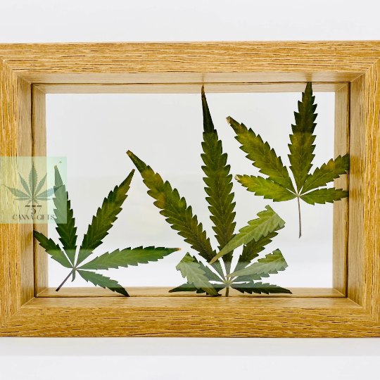 757 Cannagifts Art- Peace: Genuine Pressed White Widow Leaves in Floating Frame