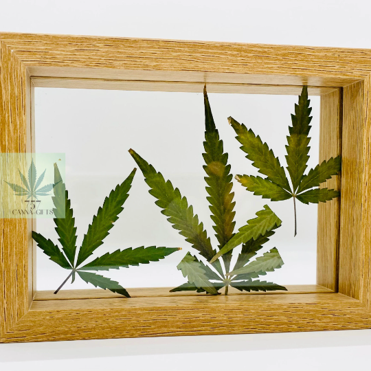 757 Cannagifts Art- Peace: Genuine Pressed White Widow Leaves in Floating Frame