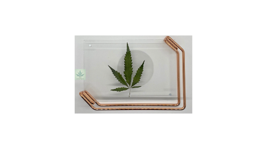 757 Cannagifts Genuine Pressed White Widow Leaf in a Floating Acrylic Frame- Small Rose Gold