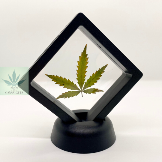 757 Cannagifts Small Genuine Pressed Cannabis Leaf #2 in Floating Plastic Display (Black)