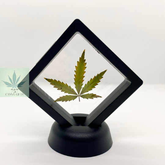 757 Cannagifts Small Genuine Pressed Cannabis Leaf #2 in Floating Plastic Display (Black)