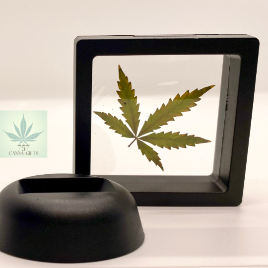 757 Cannagifts Small Genuine Pressed Cannabis Leaf #2 in Floating Plastic Display (Black)