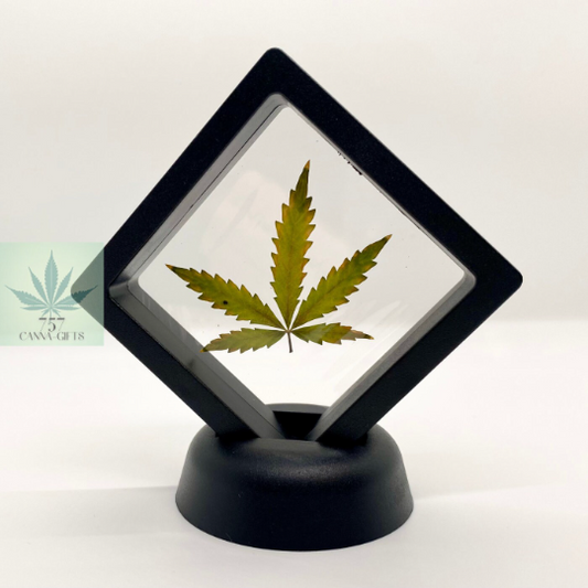 757 Cannagifts Small Genuine Pressed Cannabis Leaf #2 in Floating Plastic Display (Black)