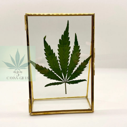 757 Cannagifts REAL Pressed Cannabis Leaf in Glass and Standing Brass Fame #1