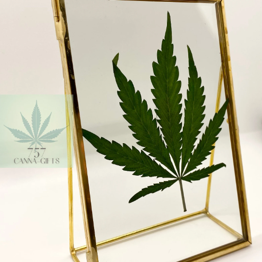 757 Cannagifts REAL Pressed Cannabis Leaf in Glass and Standing Brass Fame #1