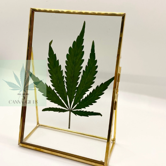 757 Cannagifts REAL Pressed Cannabis Leaf in Glass and Standing Brass Fame #1