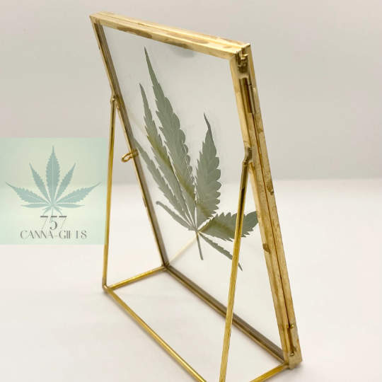 757 Cannagifts REAL Pressed Cannabis Leaf in Glass and Standing Brass Fame #1